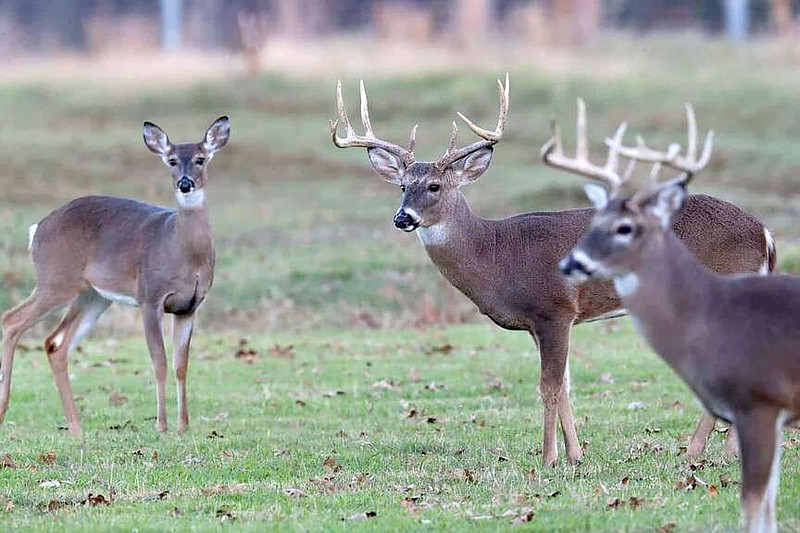 Plant food plots now to attract deer this fall.
(Courtesy photo)