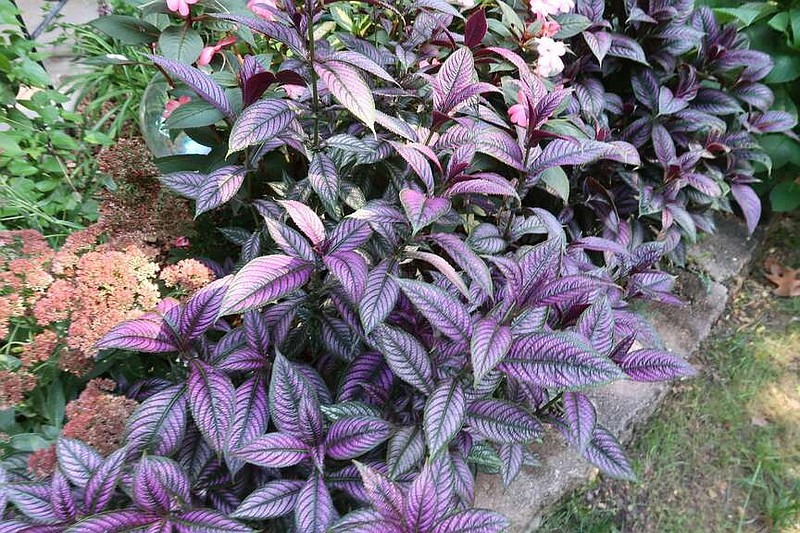 Persian Shield is a plant grown for its purple, green and silver foliage. 
(Special to the Democrat-Gazette)