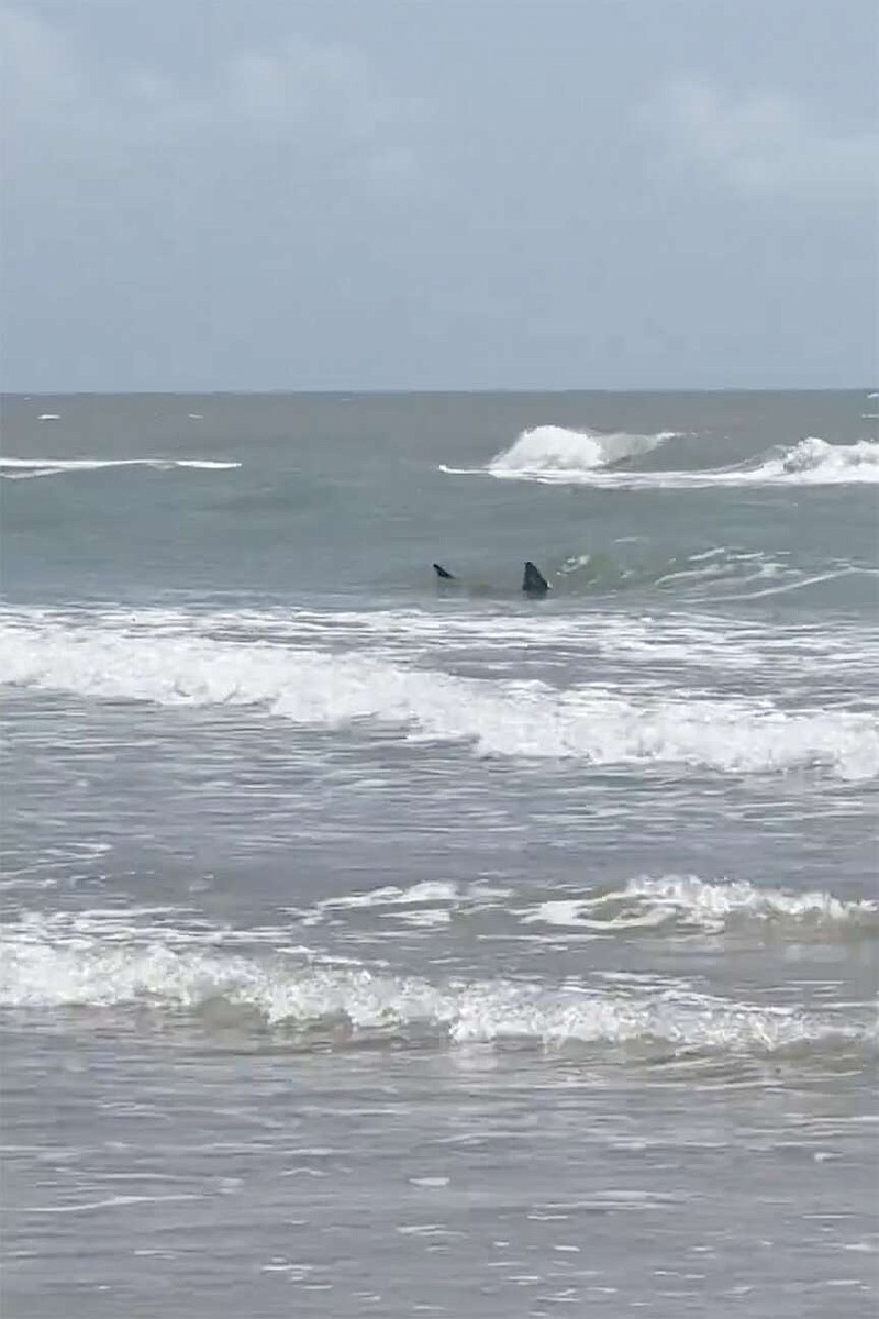 Shark attacks reported at Texas’ South Padre Island; 2 people bitten ...