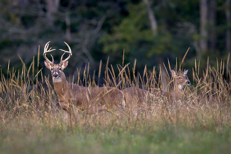 Leftover WMA Deer Hunt Permit sale begins July 15 El Dorado News