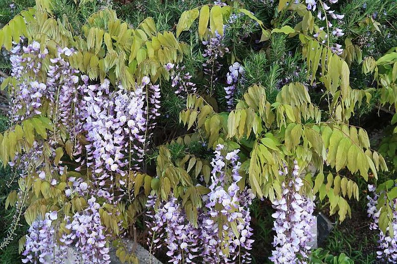 Wisteria