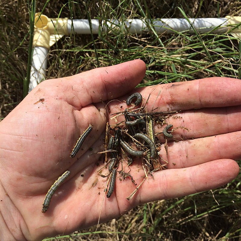 Fall armyworm counts are taken from a demonstration strip in Grant County in 2016. Note the mixed sizes. (Courtesy of U of A System Division of Agriculture)