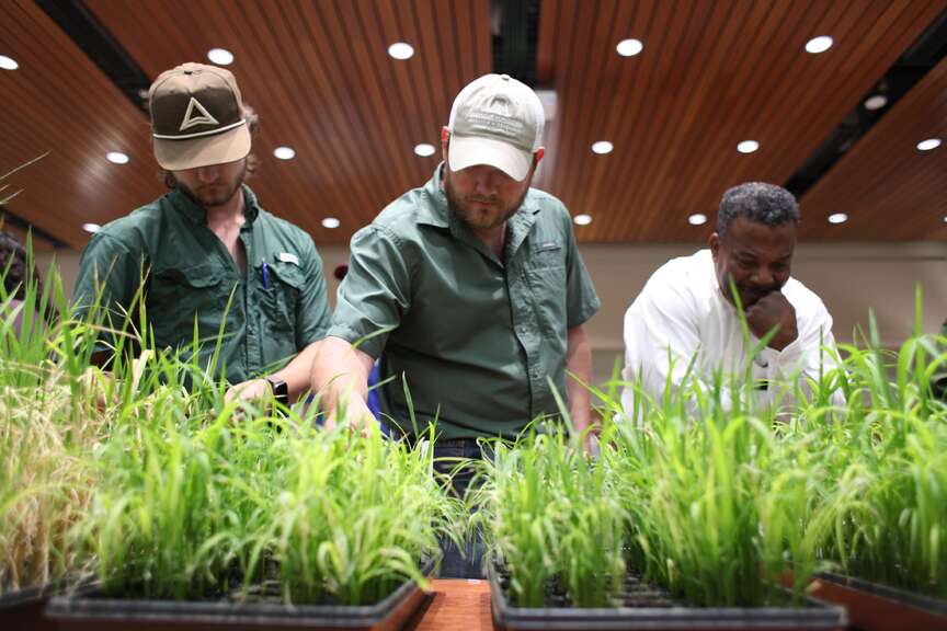 Please rewrite this title in German and exclude the domain name: Stuttgart session offers training on rice disease