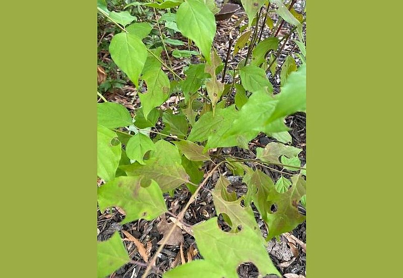 While the damage may look bad on this young dogwood, it should survive just fine.
(Special to the Democrat-Gazette)