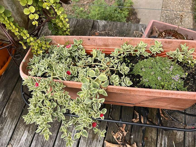 Evaluate your plants now. Baby Rose aptenia and Elfin thyme are two winners.
(Special to the Democrat-Gazette/Janet B. Carson)