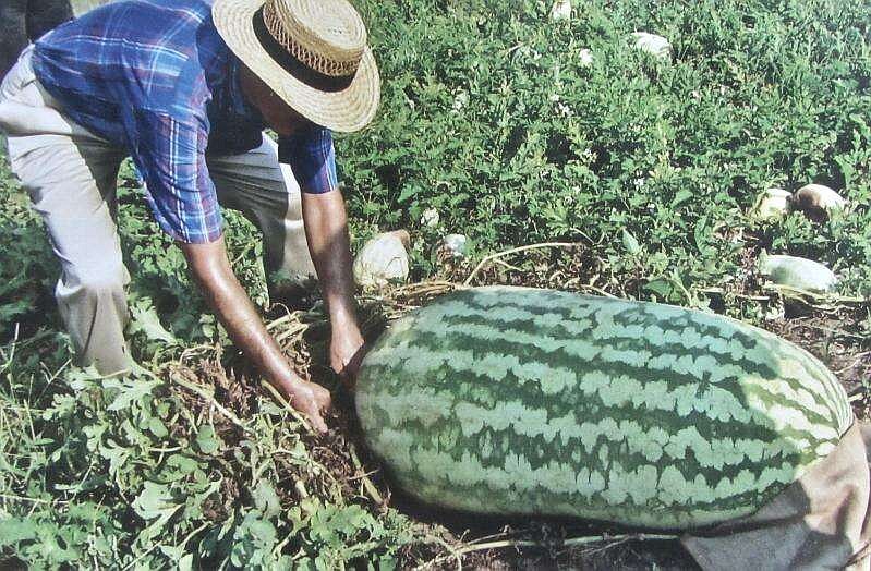 Lloyd Bright is interviewed in 1985 with his 260-pound watermelon.