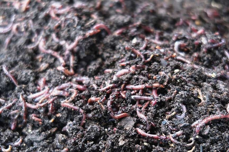 Worms break down compost to make nutrient-rich fertilizer | The ...