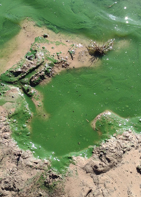 Blue-green algae are problematic in the summer months