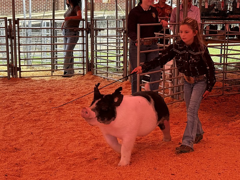 2024 Junior Livestock Premium Sale Camden News
