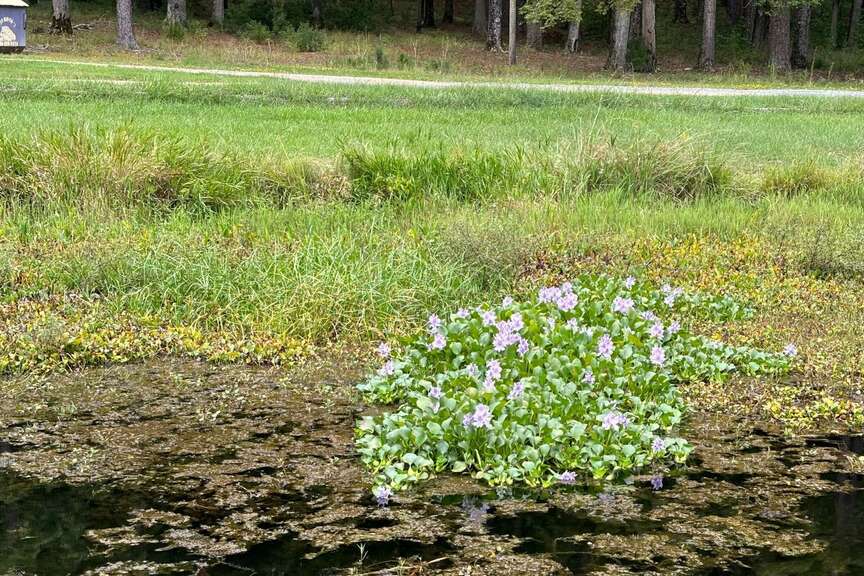 Boats barred on Lake Georgia-Pacific till species gone