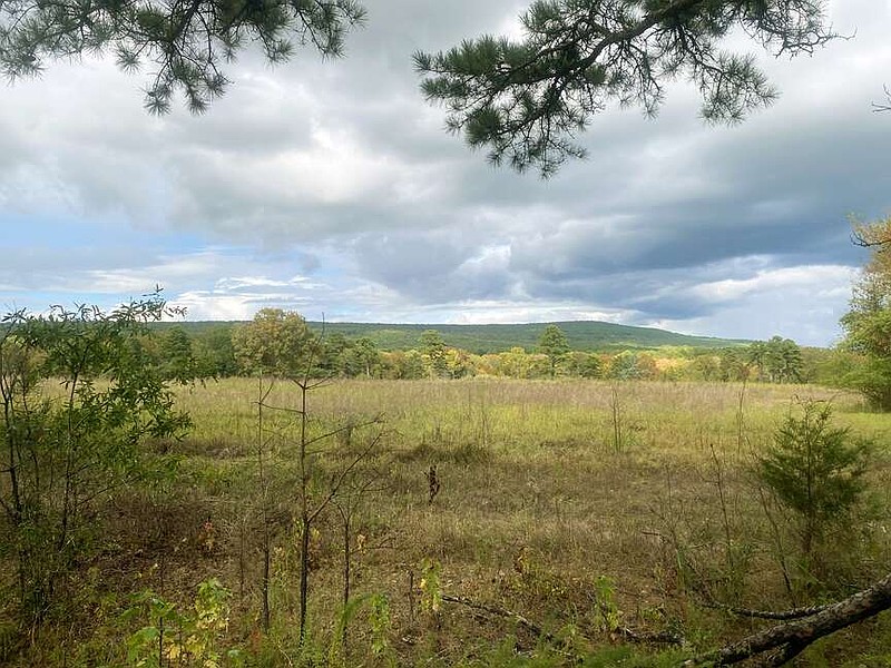 A short auto tour at the Gulf Mountain WMA offers the opportunity to get better acquainted with a portion of the management practices utilized within the perimeters of the designated area. (The Sentinel-Record/Corbet Deary)