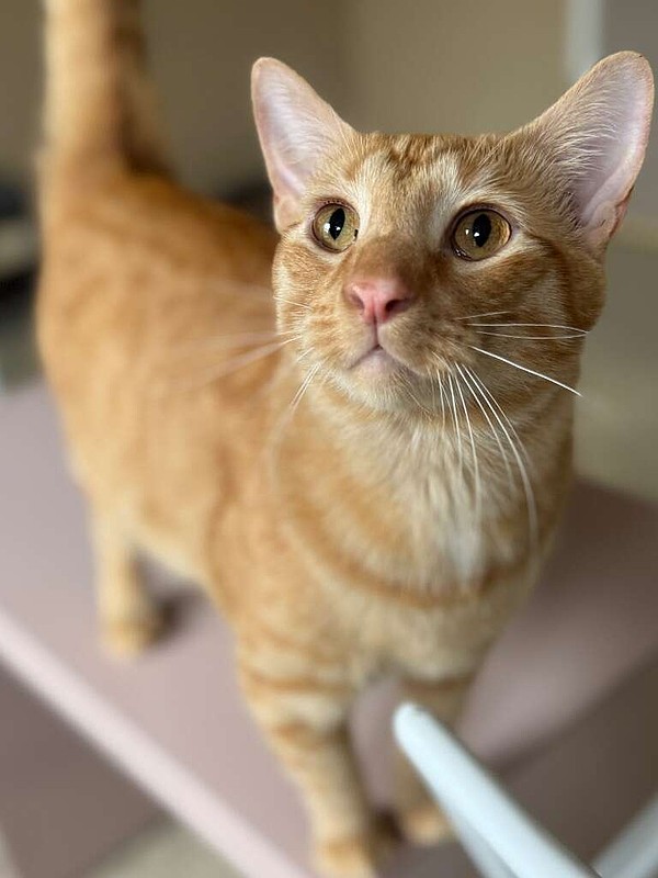 Adopt Mini: A friendly, tummy rub-loving tabby cat in need of a