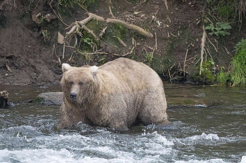 Fattest of the fat face off in Alaska’s Fat Bear Week Jefferson City