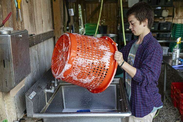Farming among the trees How perennial crops can help breathe life into