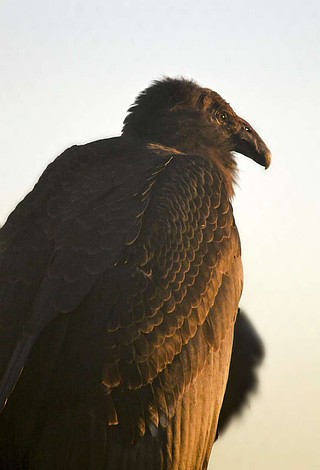 Rare condor hatched and raised by foster parents in captivity now gets ...