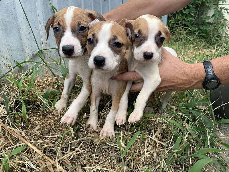 City of Texarkana, Texas, offers residents grant assistance to 