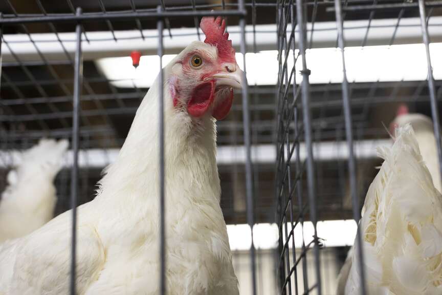 Bird flu summit helps disease preparedness