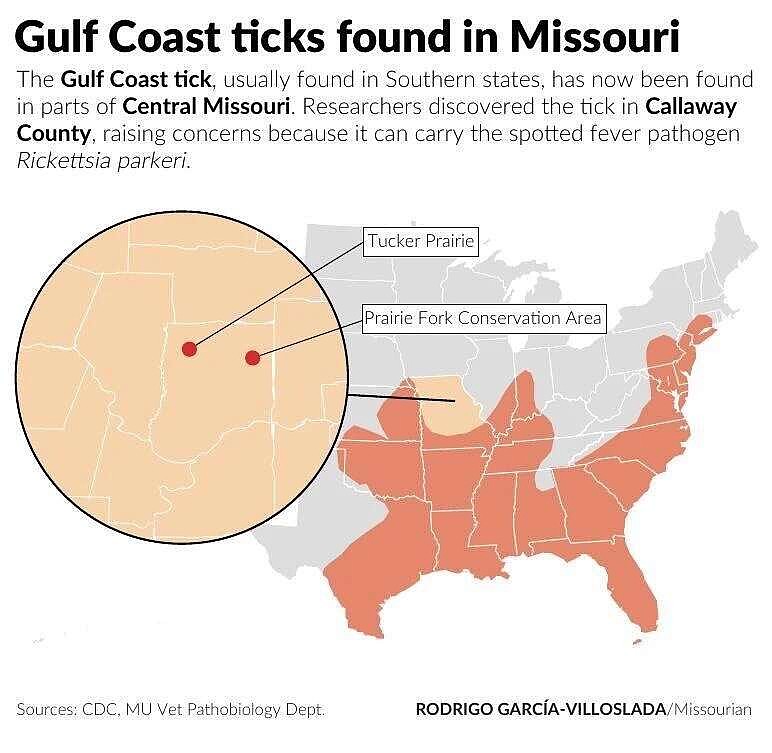Callaway County new stomping ground for Gulf Coast tick