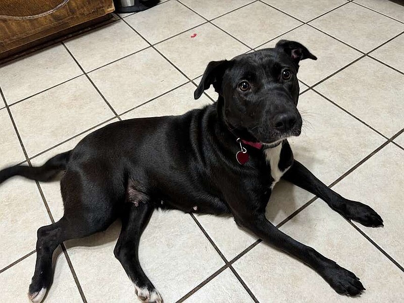 Meet Mamacita Pine Bluff Commercial News