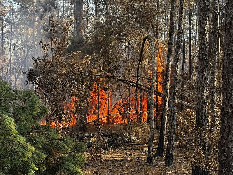 Fire off Hwy 79 spread quickly through the dry pine trees
(photo by Kate Flynn)