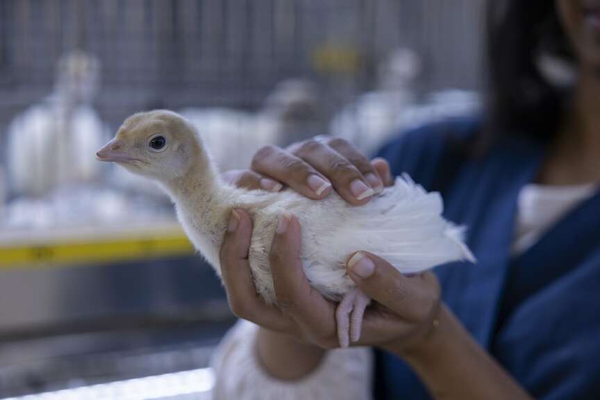 UA researcher studies deadly turkey parasite