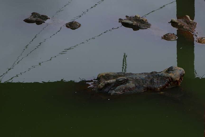 Siamese crocodiles reappear from the brink of extinction