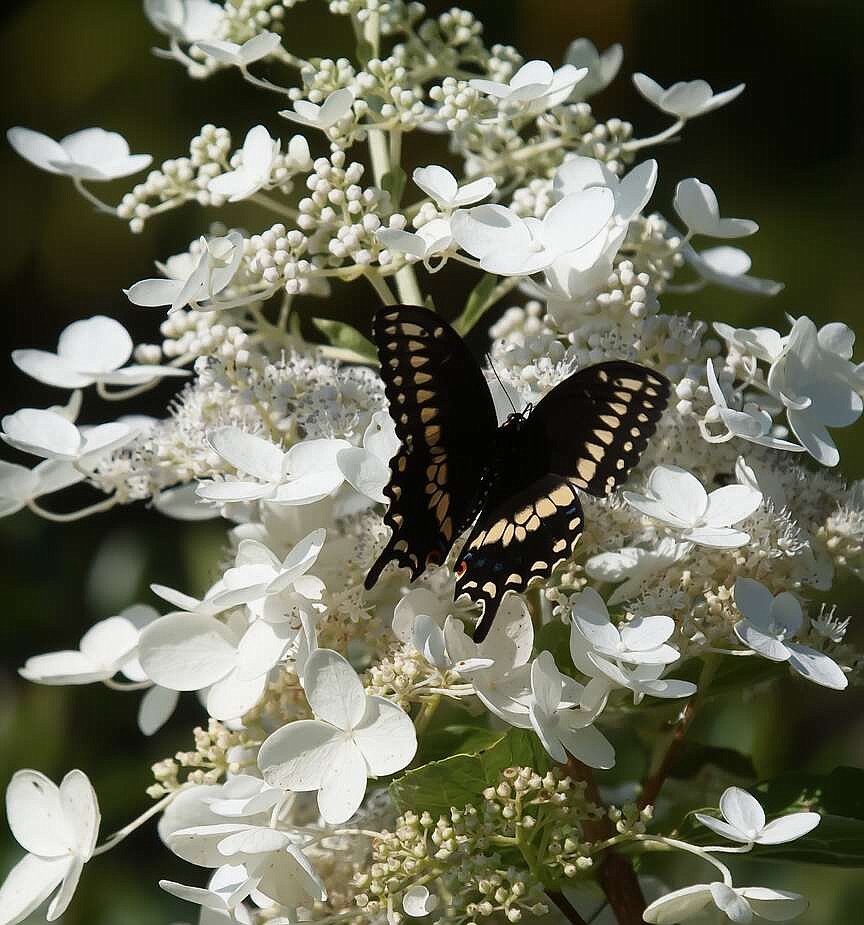 On Gardening: Pinky Winky goes Prime perfect for landscape and pollinator habitat