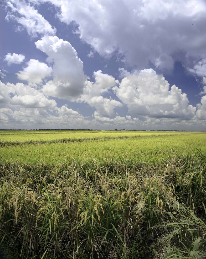 Record soybean yield forecast for Arkansas