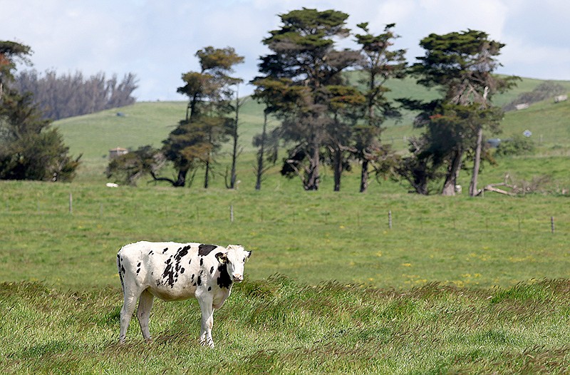 Federal and local authorities call for expanded bird flu testing in wake of farm worker