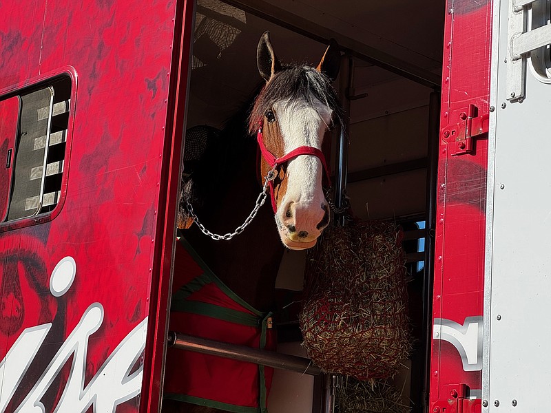 Clydesdale looks out of the travel trailer after arrival.
(photo by Kate Flynn)