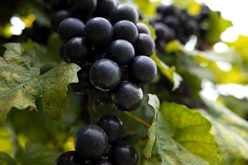$7 million grant given to breed better grapes | Northwest Arkansas 
