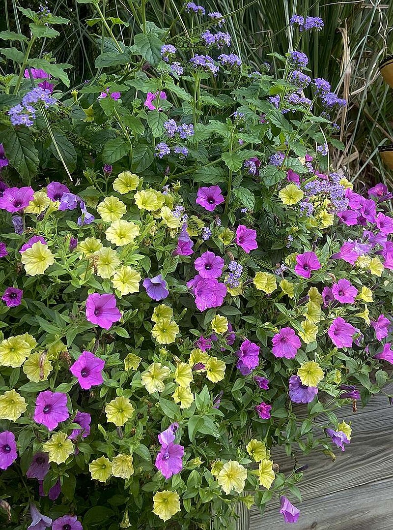 Supertunia Mini Vista Yellow petunia hangs over a wall with Supertunia Vista Jazzberry petunia. The Augusta Lavender heliotrope gives a more vertical element in the background. (Norman Winter/TNS)