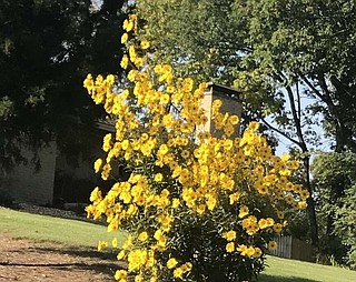 IN THE GARDEN: Several varieties of sunflowers look very similar