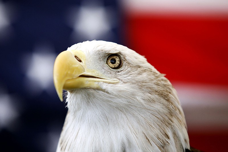 Biden signs a bill officially making the bald eagle the national bird