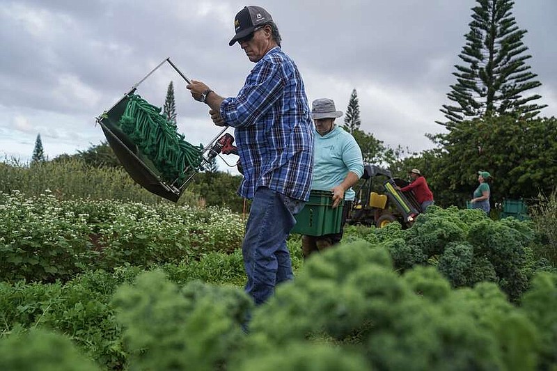 Dan Rudoy helps harvest at Hua Momona Farms in Kapalua, Maui, Hawaii. (Michael Robinson Chᶥz/The Washington Post)