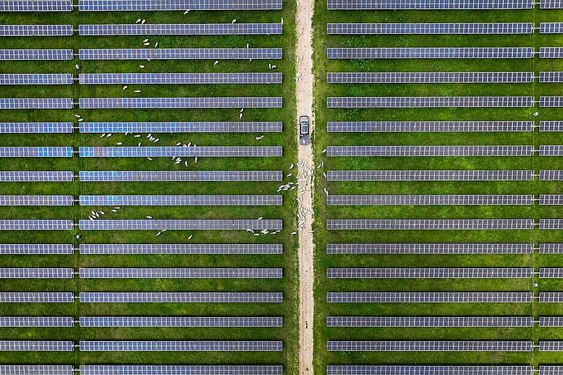 JR Howard's sheep follow his truck as he drives through a solar array owned by Adapture Renewables on April 30, 2024, near Gainesville, Texas. (Smiley N. Pool/Dallas Morning News/TNS)