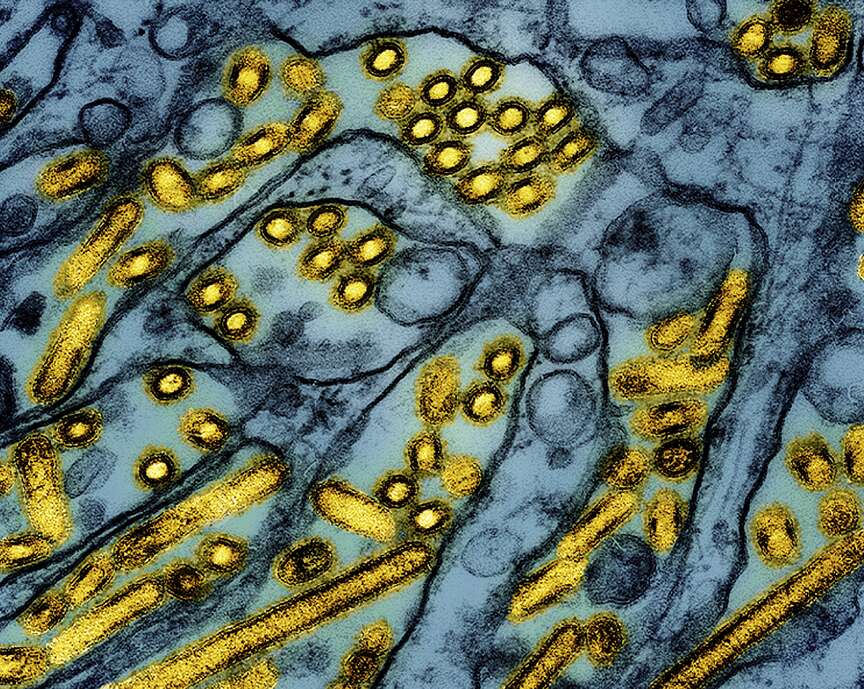 Avian flu confirmed on Cleveland County poultry farm
