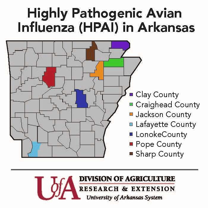 Veterinarian warns of bird flu risk after cases seen in state Pine