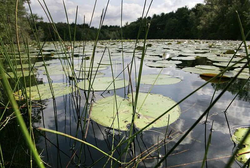 Lily pads rest on the surface of St. Moritz Pond, at the Blue Hills Reservation, in Quincy, Mass., Tuesday, Aug. 17, 2004. (AP Photo/Steven Senne, File)