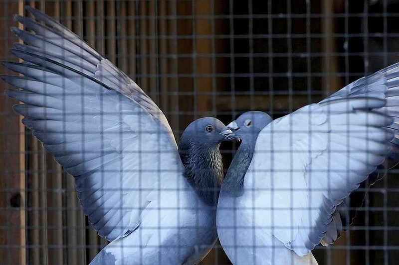 Two pigeons play in their loft in Ranst, Belgium, Monday, Jan. 13, 2025. (AP Photo/Virginia Mayo)