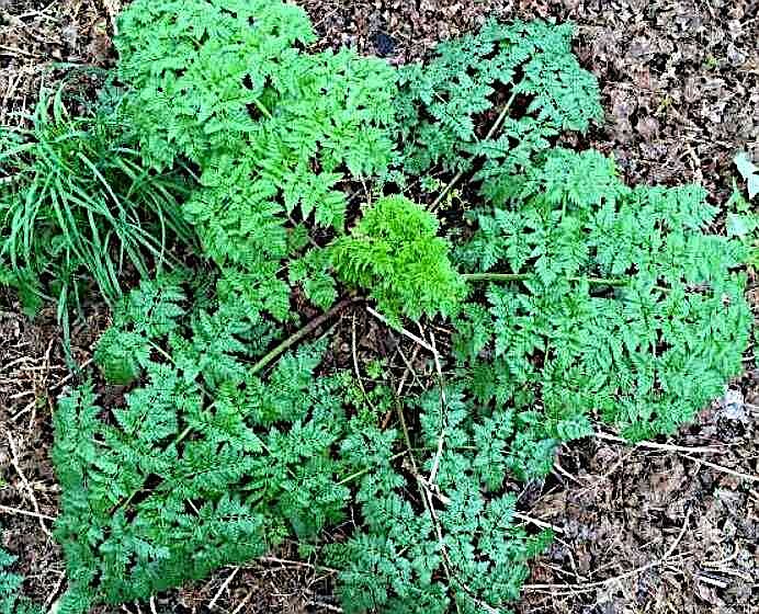 Dealing with poison hemlock | Westside Eagle Observer