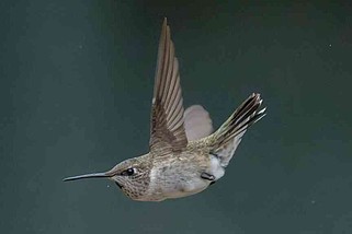 An immature Black-chinned hummingbird flies through the air at Alyson Hoge's house on Woodson Lateral Road in Pulaski County.
(Special to the Democrat-Gazette/Michael Linz)