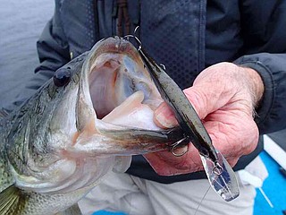 fish lure called gezit Eatseeker Glide Jig – Element Custom Baits GITZIT LURES Paddle Fry The Paddle Frys from Gitzit are small swimbaits that are particularly suitable for perch and zander fishing Gulf Coast Fishing Lures -