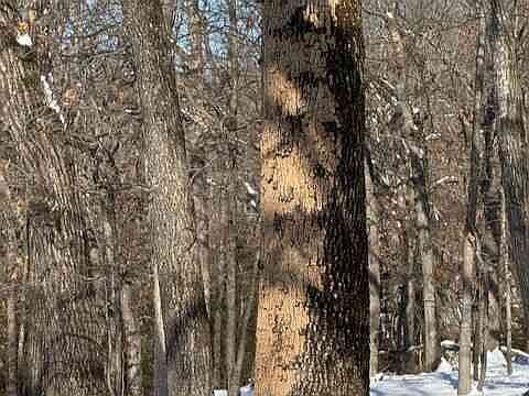 IN THE GARDEN: The Emerald Ash Borer is attacking ash trees in Arkansas ...