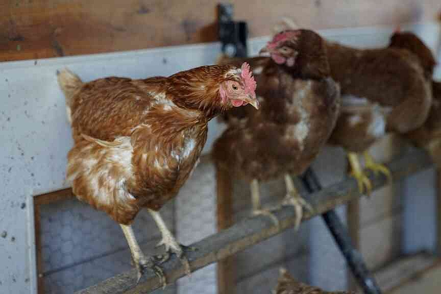 US weighs poultry vaccination | Northwest Arkansas Democrat-Gazette