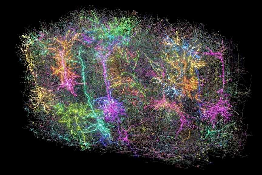 Function Mouse. Map Scientists map part of a mouse’s brain that’s so complex it looks like ...