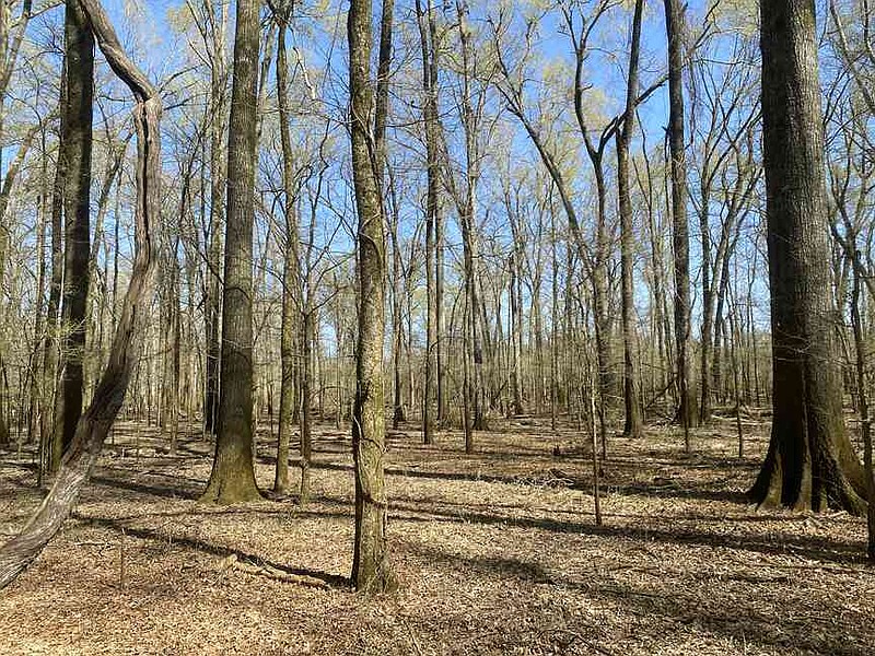 WATCH Native birds, mammals thrive at Dale Bumpers White River WATCH Native birds, mammals thrive at Dale Bumpers White River