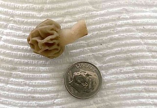 One morel mushroom is better than none, even it it's itty bitty. 
(NWA Democrat-Gazette/Flip Putthoff)