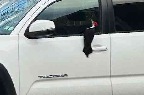 In this photograph provided by Janelle Favaloro, a woodpecker rests on a pick-up truck door, admiring its reflection in the sideview mirror, outside a home during April 2025, in Rockport, Mass. (Janelle Favaloro photo via AP)