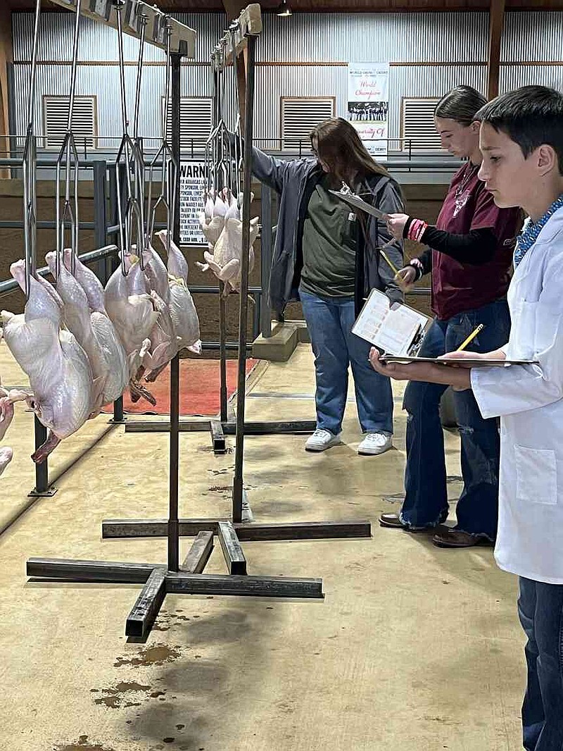 Participants graded whole poultry carcasses as part of the Ready to Cook Carcasses judging event, looking for cuts, missing meat and other defects that would lower a product's grade. (Special to The Commercial/University of Arkansas System Division of Agriculture)